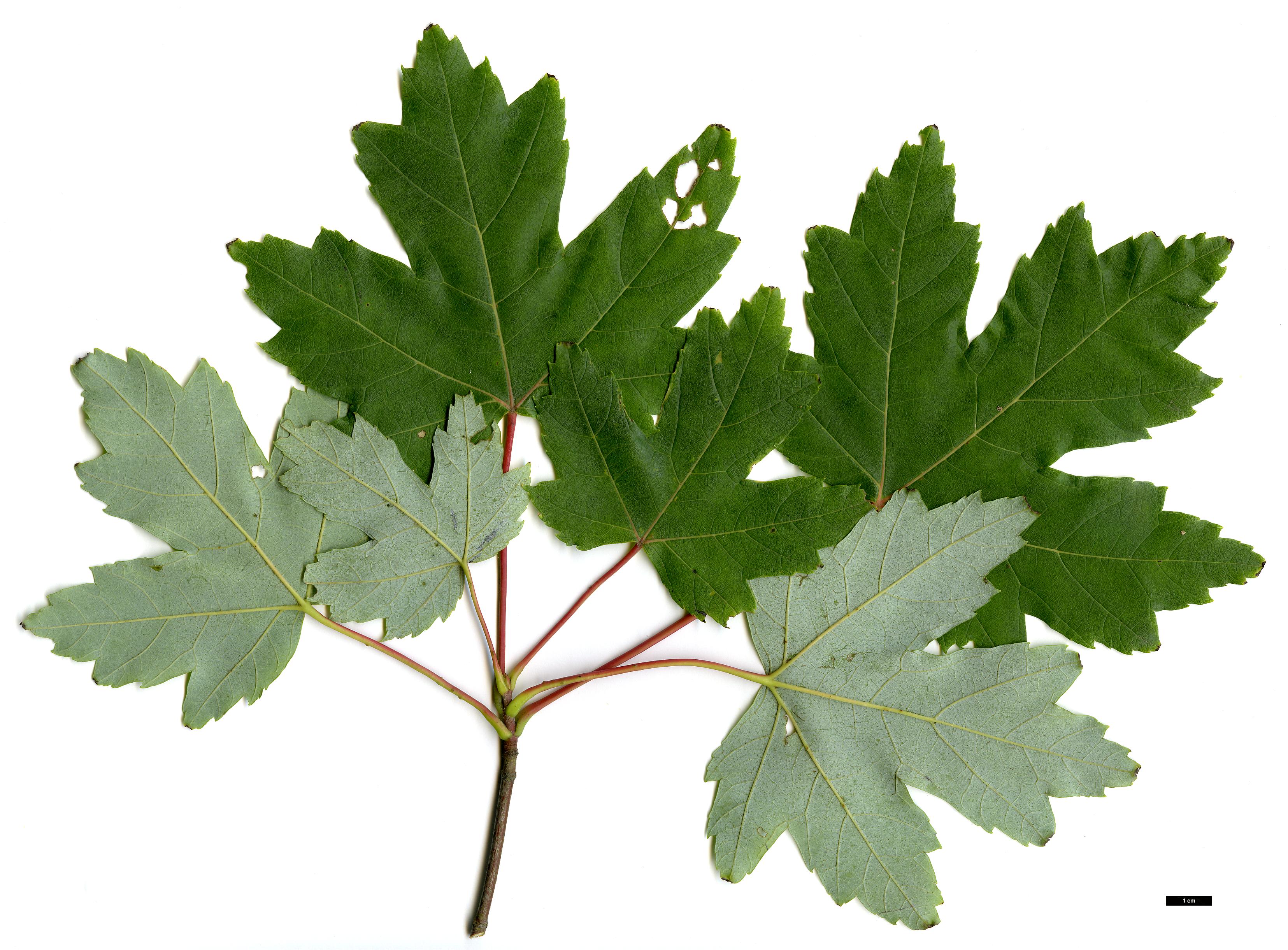 High resolution image: Family: Sapindaceae - Genus: Acer - Taxon: ×freemanii - SpeciesSub: 'Jeffersred' (A.rubrum × A.saccharinum)